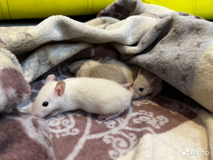 Ручные сиамские крысята белочки