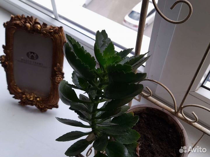 Каланхоэ цветущее