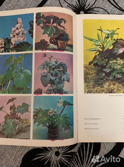 Книга «Цветы»