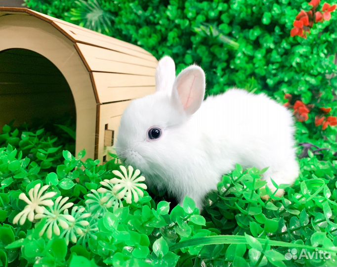 Мини карликовый кролик - самый редкий