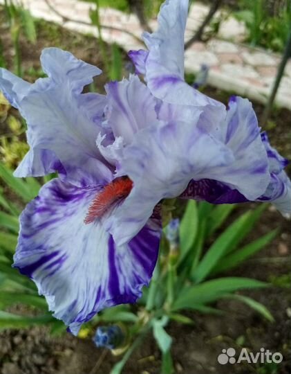 Ирисы сортовые