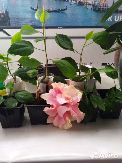 Гибискус китайская роза