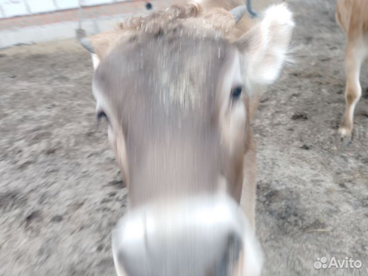 Продам тёлочку