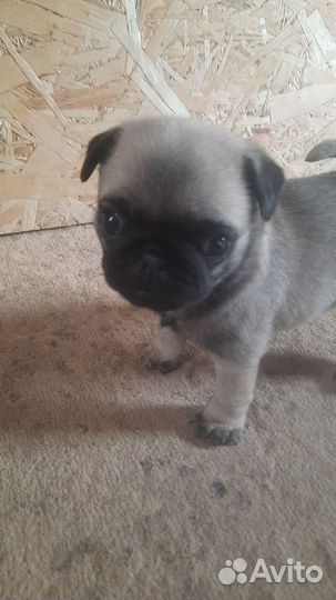 Щенки мопса