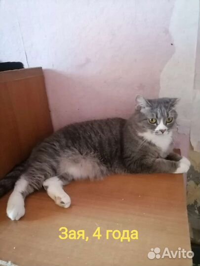 Отдам в добрые руки