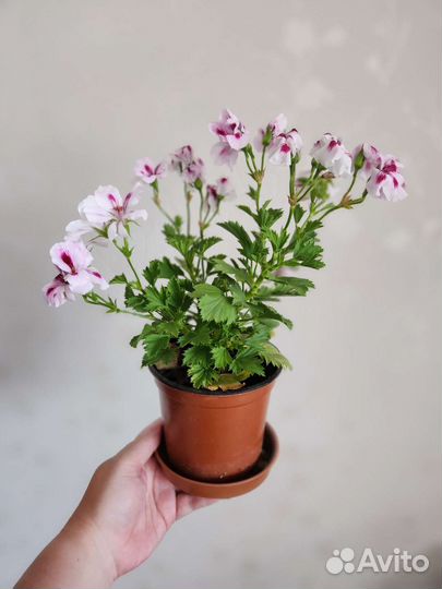 Пеларгония герань