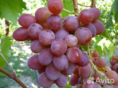 Саженцы винограда