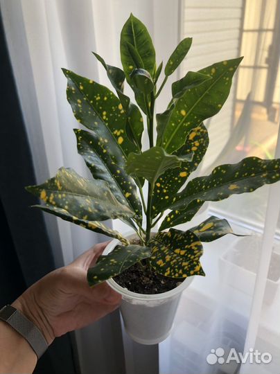 Кротон (кодиеум) Голд Даст