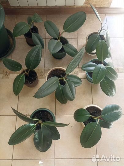 Фикус каучуковый Робуста