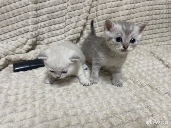 Шотландские котята