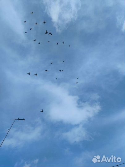 Николаевские голуби