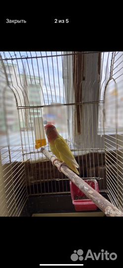 Попугай неразлучник