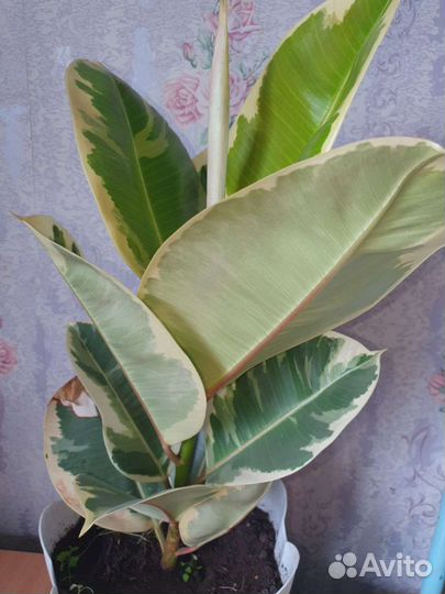 Фикус с белым краем