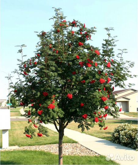 Рябина обыкновенная саженцы