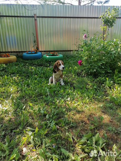 Собаки щенки бигль