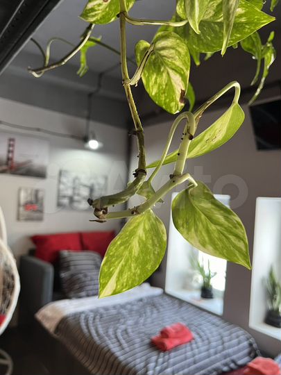 Квартира-студия, 35 м², 4/4 эт.