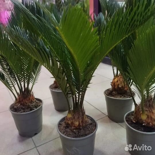 Пальма цикас