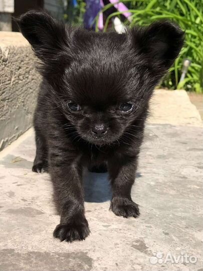 Маленькая собака чихуахуа