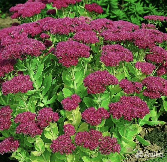 Очиток видный (Sedum spectabile)