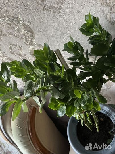 Каланхоэ цветущий