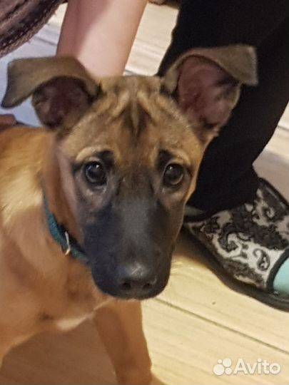 Щенок-подросток (девочка) в добрые руки