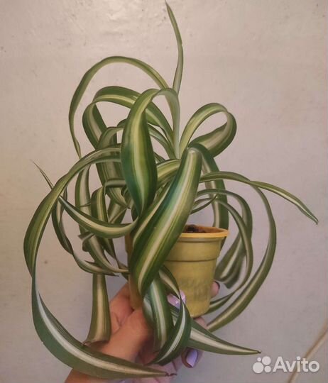 Хлорофитум кудрявый, Бонни