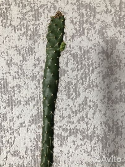 Кактус из Турции