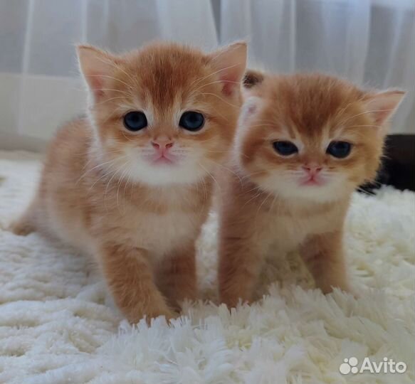 Бронирование котят ny12