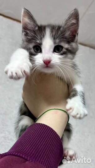 Котята. Ищем любящих хозяев