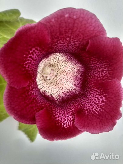 Хлорофитум кудрявый Каланхоэ лечебный