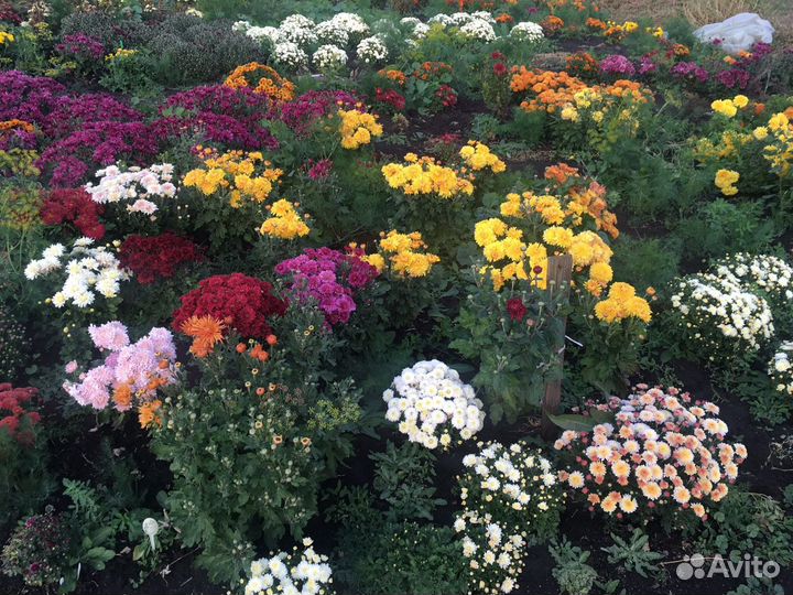 Хризантемы 5 сортов распродажa