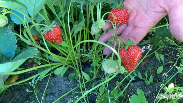 Клубника саженцы