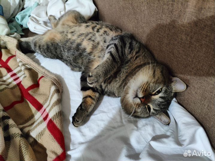 Кот колдун
