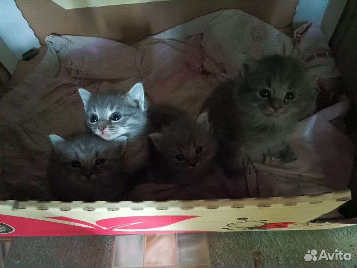 Отдам бесплатно животные