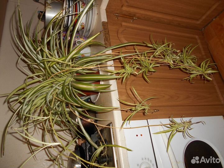 Хлорофитум хохлатый