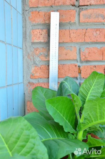 Саженцы натурального табака. Популярные сорта