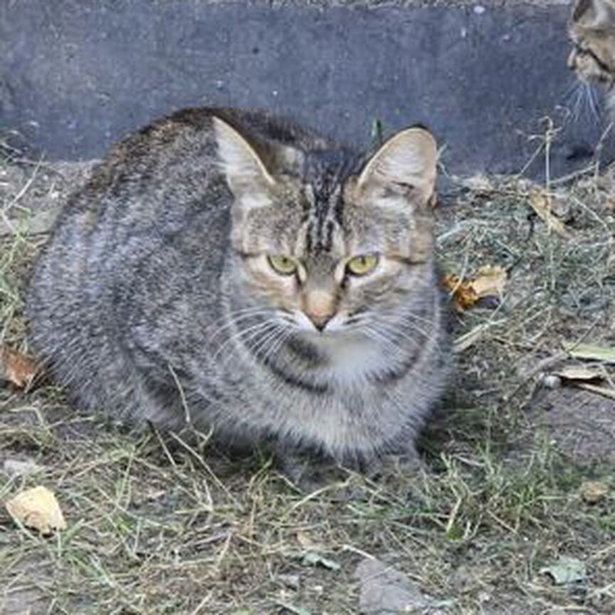 Котёнок в добрые руки маленький