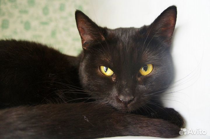 Кошечки ищут дом