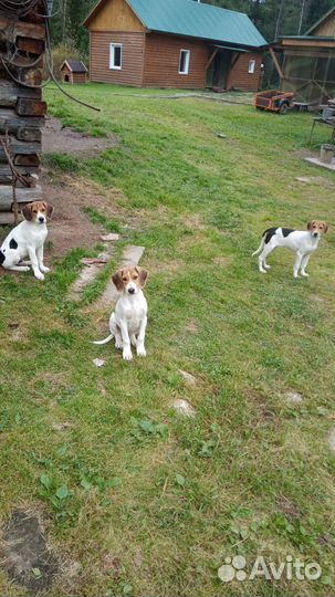 Щенки охотничьей русской пегой гончей