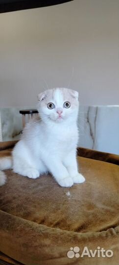Шотландский котёнок, девочка