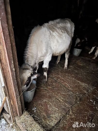 Телята бычки