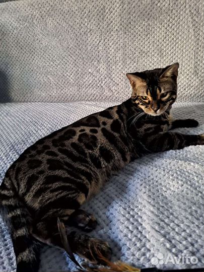 Бенгальский кот