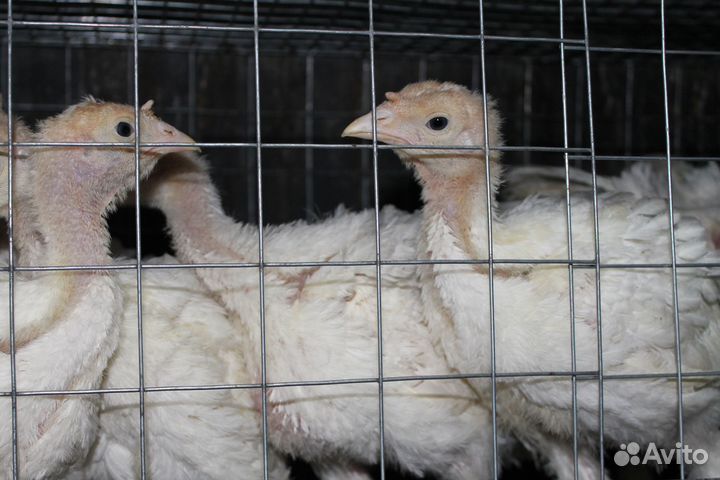 Индюшата тяжелые кроссы подрощенные