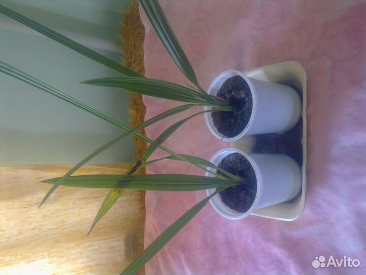 Растение алоэ, финиковые пальмы инжир, толстянка