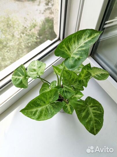 Сингониумы 5 сортов