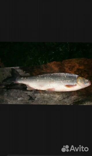 Продажа живая рыба