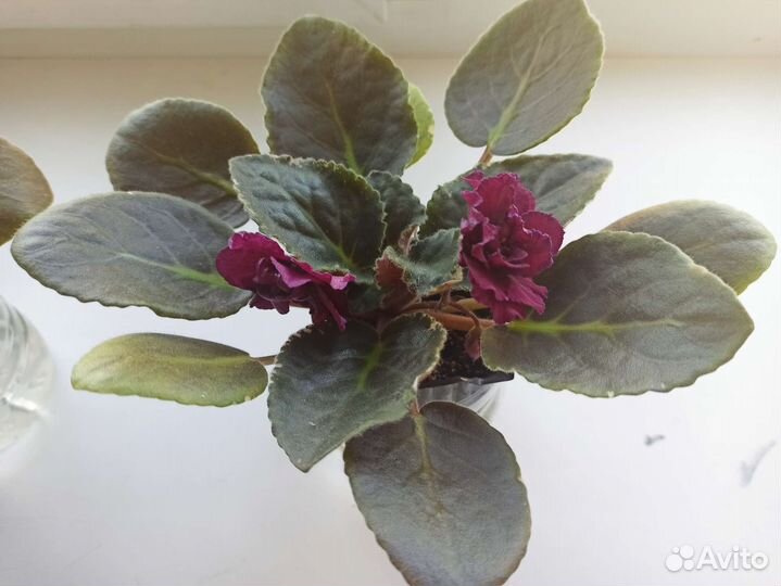 Молодая фиалка сорт черная роза, первое цветение