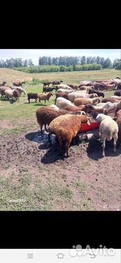 Продам баранчиков
