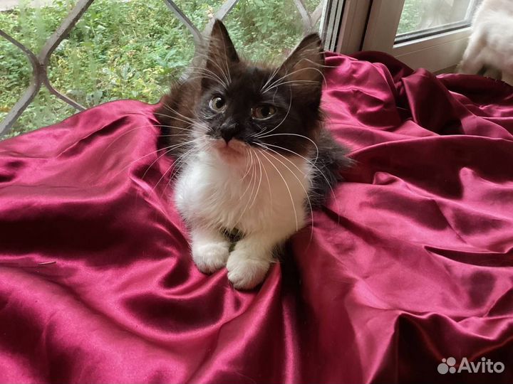 Котята в добрые руки мальчики