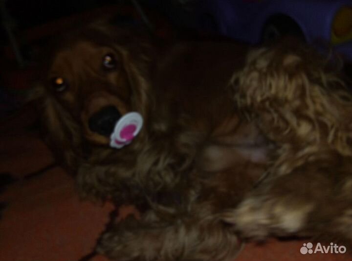 Кокер спаниель